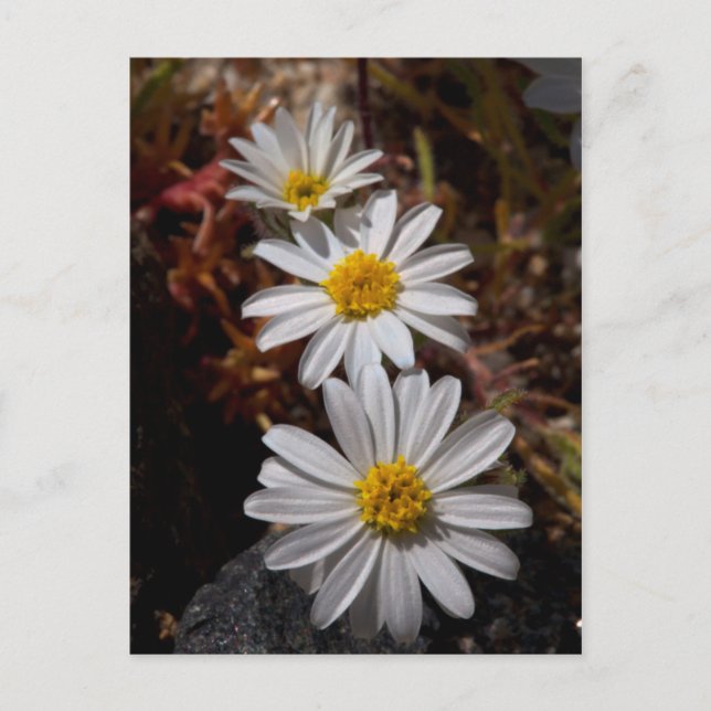 Desert Star Wildflowers Postcard (Front)