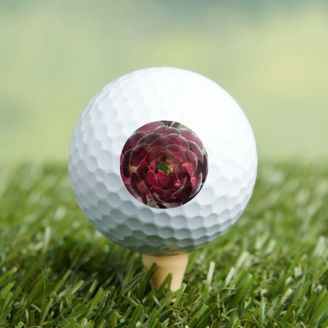 Desert Succulent Photo Red Garden Plant Golf Balls (Insitu Tee)