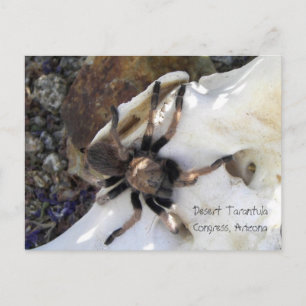 Desert Tarantula Postcard