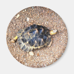 desert tortoise magnet
