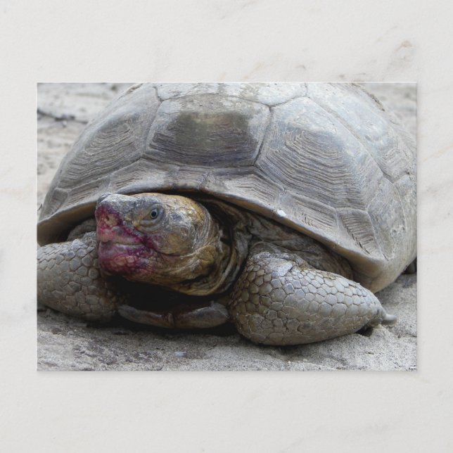 Desert Tortoise Postcard (Front)