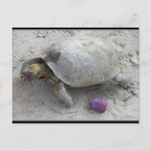 Desert Tortoise Postcard
