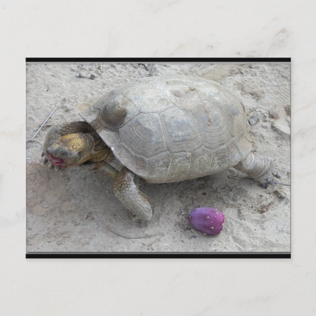 Desert Tortoise Postcard (Front)