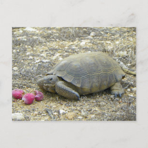 Desert Tortoise Postcard