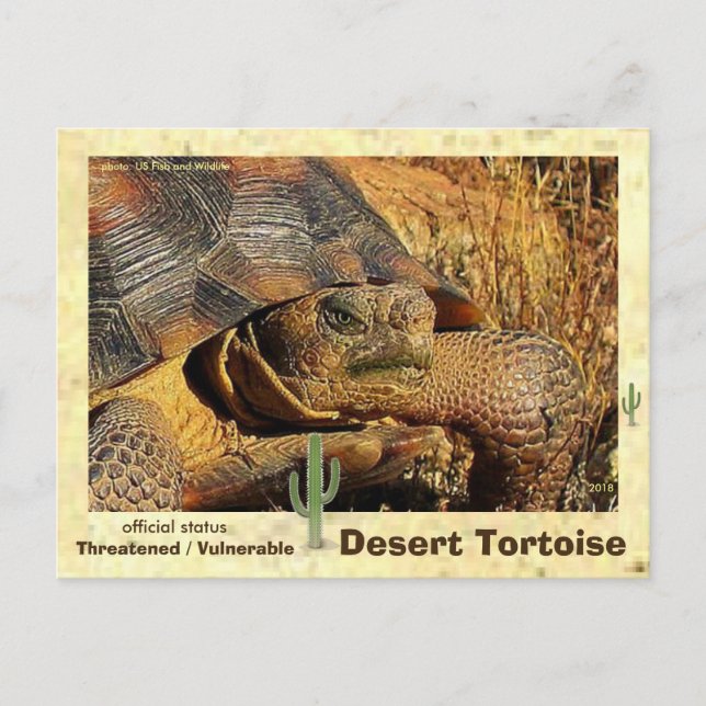 Desert Tortoises are threatened with extinction - Postcard (Front)