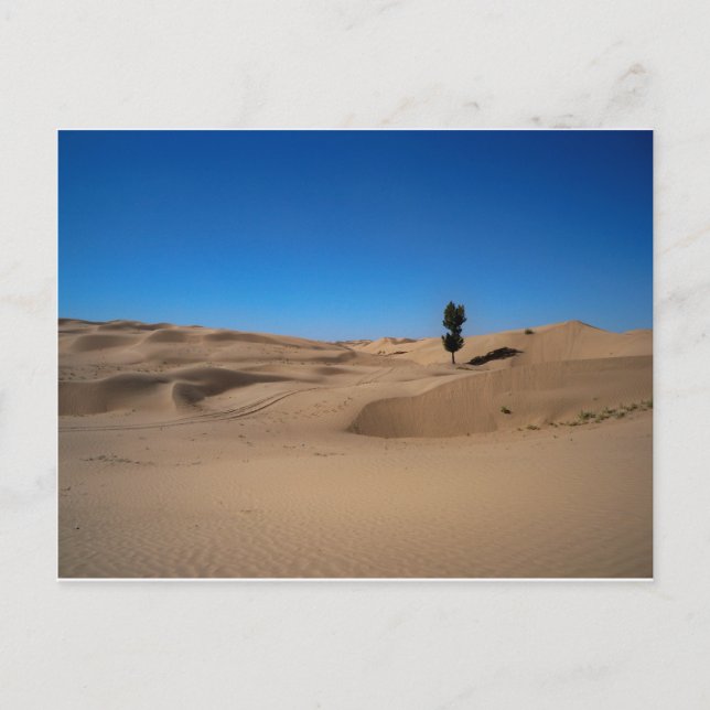 Desert Tree Postcard (Front)