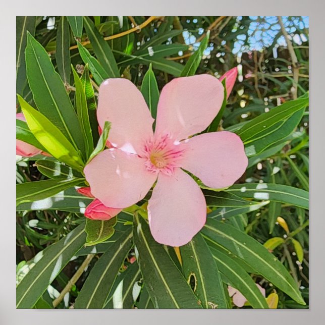 Desert Willow Flower Photo Poster (Front)