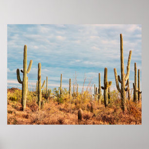Desert with Saguaro cacti Poster