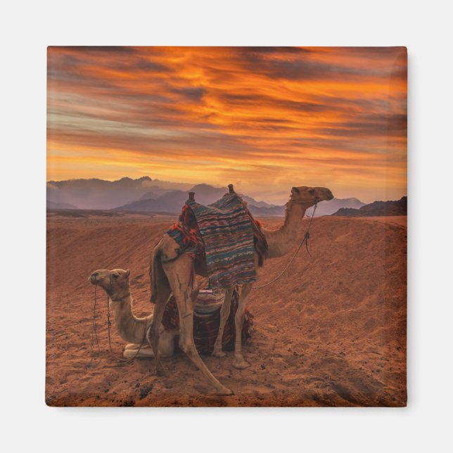 Deserts | Bactrian Camel Egypt Sand Dune Magnet (Front)