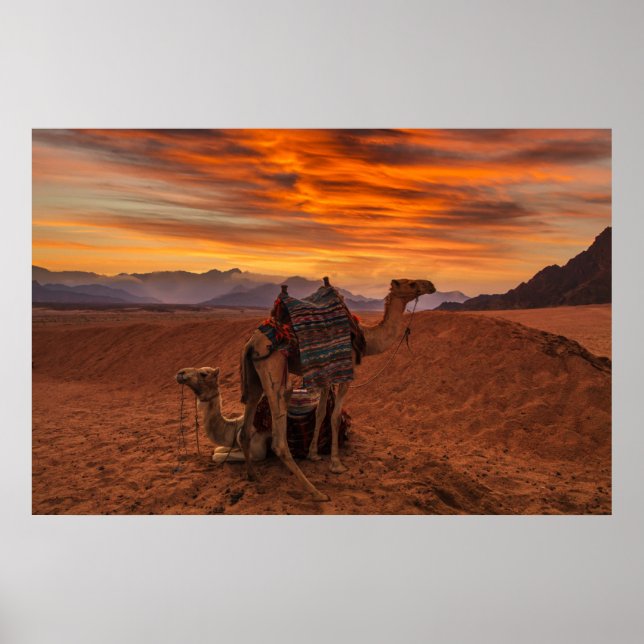 Deserts | Bactrian Camel Egypt Sand Dune Poster (Front)