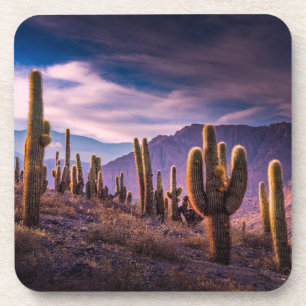 Deserts Cactus Landscape Argentina Coaster