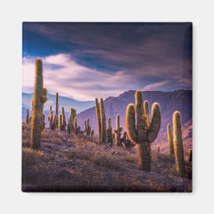 Deserts   Cactus Landscape Argentina Magnet
