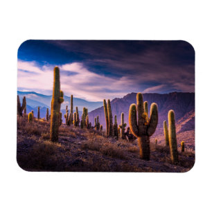 Deserts   Cactus Landscape Argentina Magnet