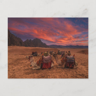 Deserts   Camels Sinai Mountains Egypt Postcard