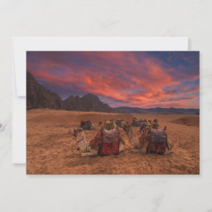 Deserts Camels Sinai Mountains Egypt Thank You Card