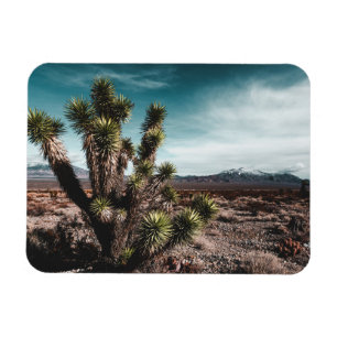 Deserts   Cholla Cactus Magnet