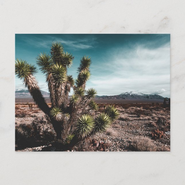 Deserts | Cholla Cactus Postcard (Front)