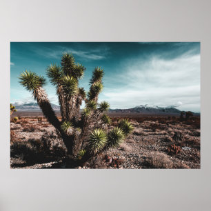 Deserts Cholla Cactus Poster