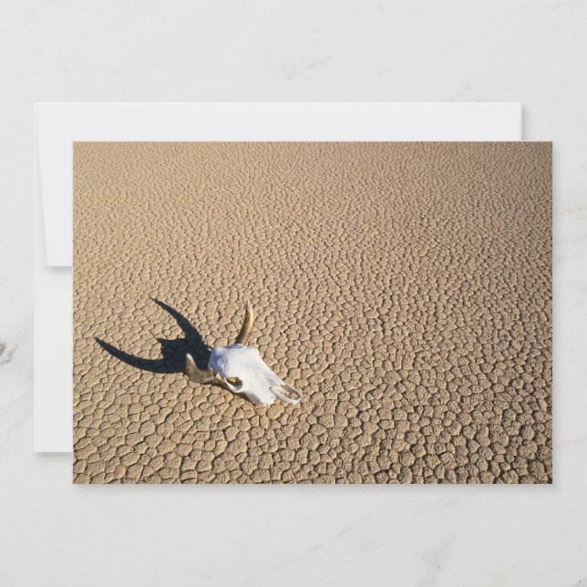 Deserts | Cow Skull on the Desert Ground Thank You Card (Front)