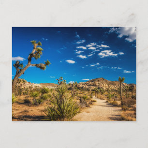 Deserts   Joshua Tree National Park Postcard