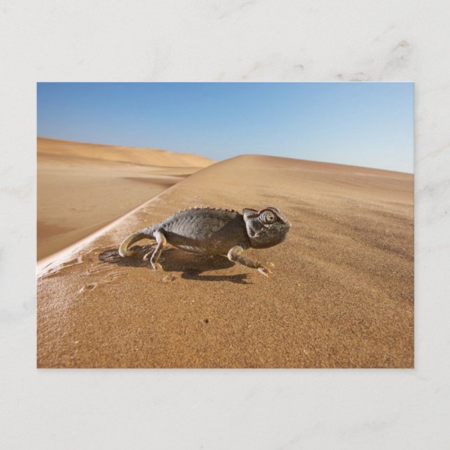Deserts | Namaqua Chameleon in Desert Postcard (Front)