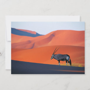 Deserts   Namib Desert Oryx Thank You Card
