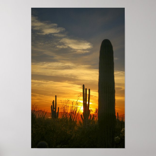 Deserts nights poster (Front)