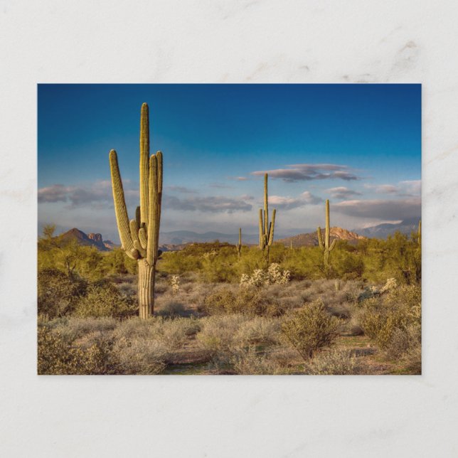 Deserts | Superstition Mountains, Arizona Postcard (Front)