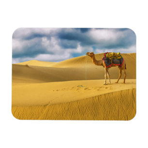 Deserts Thar Desert Rajasthan India Camel Magnet