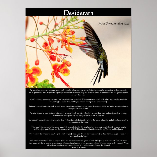Desiderata Hummingbird buzzing a flower Poster (Front)