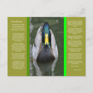 DESIDERATA Looking Duck Postcard