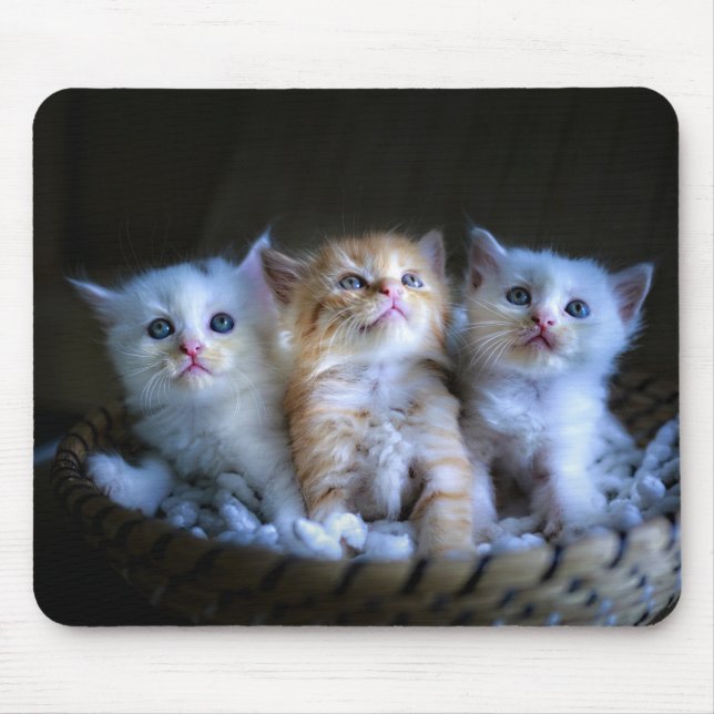 Design - Cute Kittens Mouse Pad (Front)
