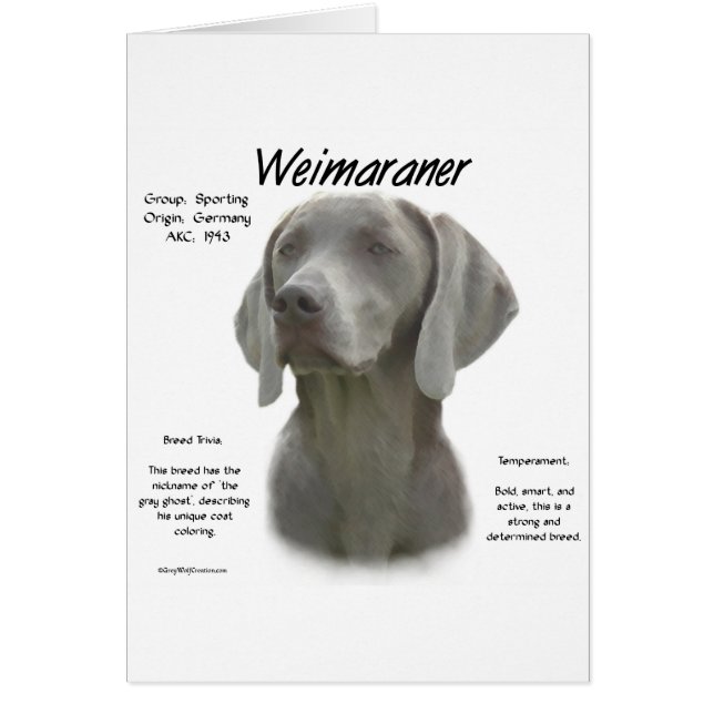 Design historique Weimaraner (Devant)