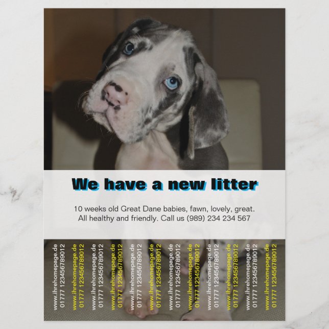Designer Puppy Selling Flyer  (Front)