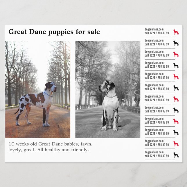 Designer Tear off Great Dane Flyer (Front)
