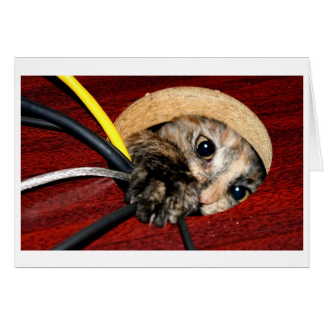 Desk nymph (Front Horizontal)