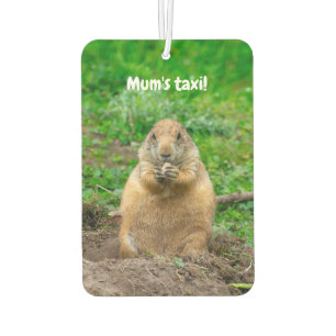 DÉSODORISANT POUR VOITURE 