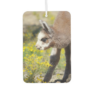 Désodorisant Pour Voiture Alpaca Air Freshener Rossi