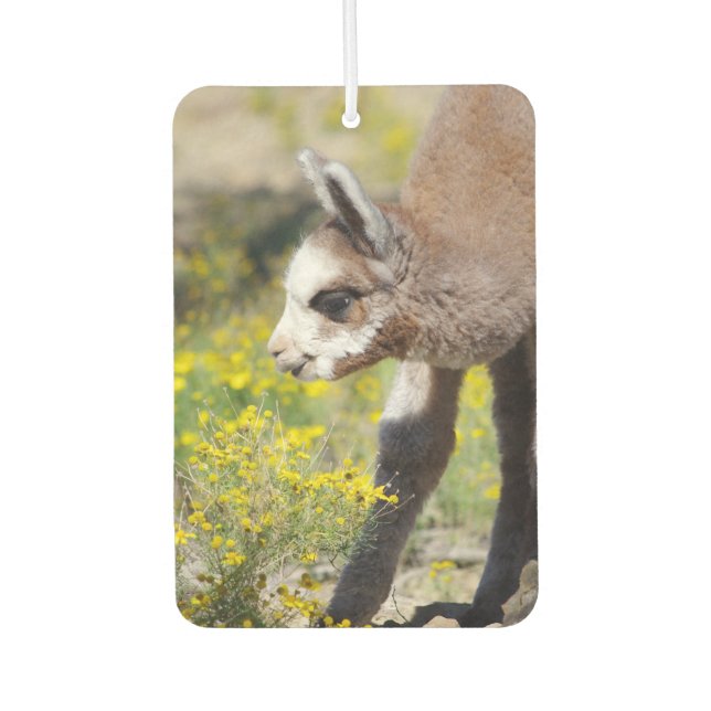 Désodorisant Pour Voiture Alpaca Air Freshener Rossi (Devant)