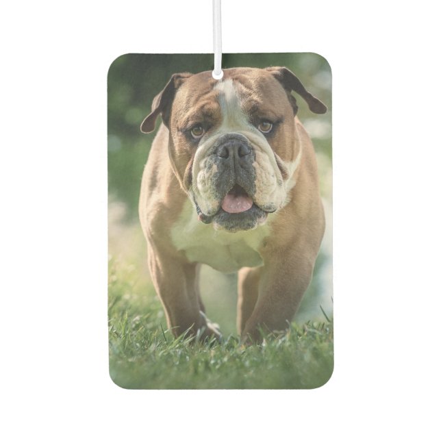 Désodorisant Pour Voiture Bulldog Car Air Freshener (Devant)