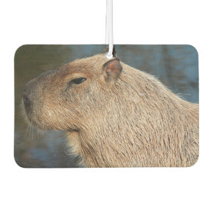 Désodorisant Pour Voiture Capybara