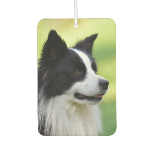 Désodorisant Pour Voiture Chien de berger border collie noir et blanc