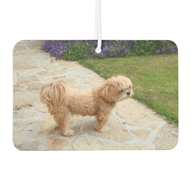 Désodorisant Pour Voiture Chien Lhasa Apso dans un jardin (Devant)