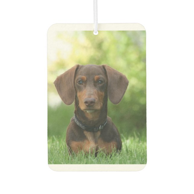 Désodorisant Pour Voiture Dachshund assis dans l'herbe (Devant)