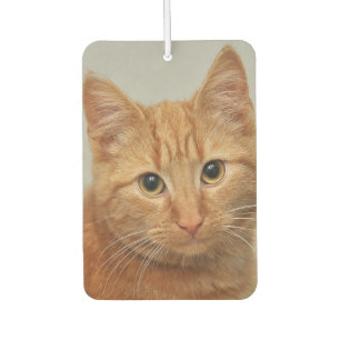 DÉSODORISANT POUR VOITURE DESODORISANT D'AIR AVEC PHOTO DE CHAT PERSONNALISÉ