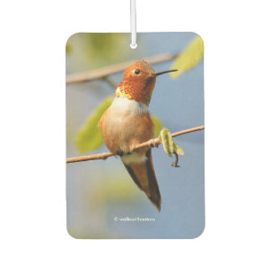 Désodorisant Pour Voiture Étonnant colibri roux au soleil