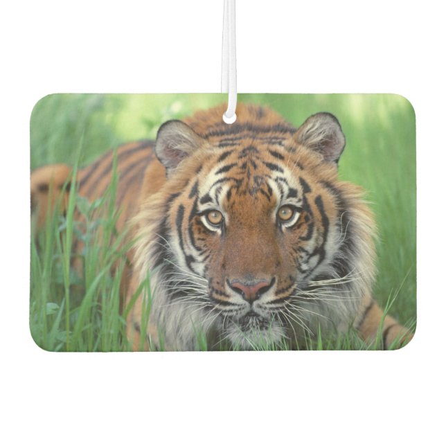 Désodorisant Pour Voiture Freshener Tiger Air (Devant)