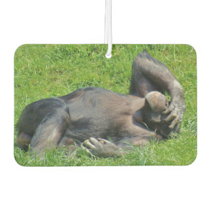 Désodorisant Pour Voiture Funny Chimpanzé Photo