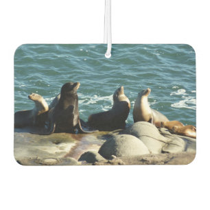 Désodorisant Pour Voiture Lions de la mer de San Diego
