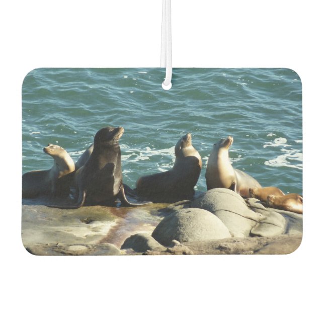Désodorisant Pour Voiture Lions de la mer de San Diego (Devant)